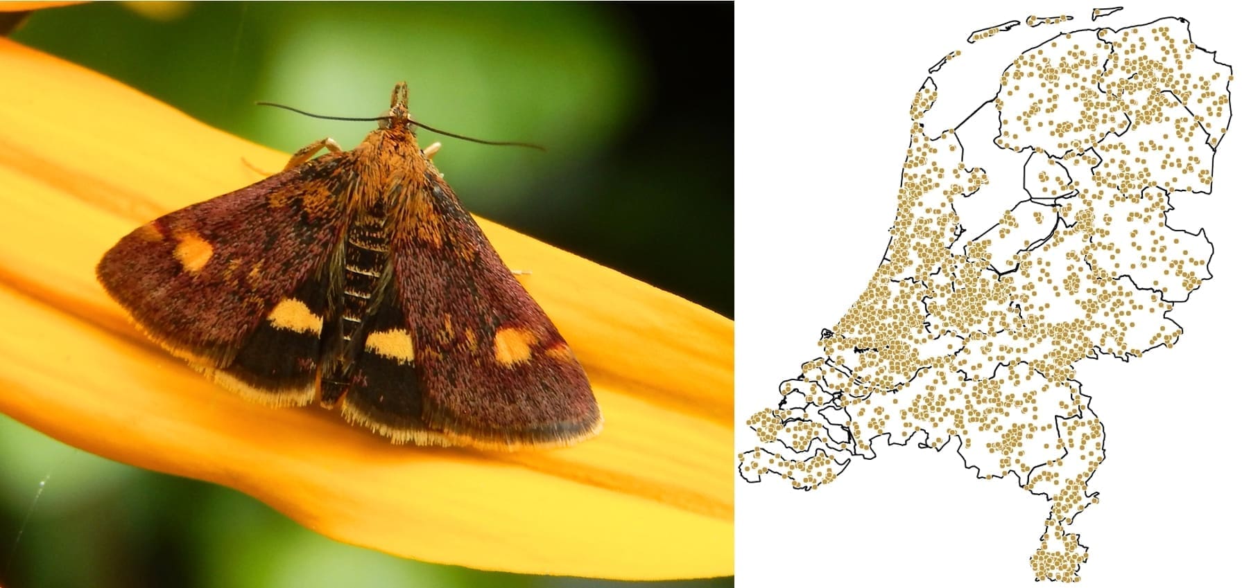 Waarnemingen van de muntvlinder vanaf 2017